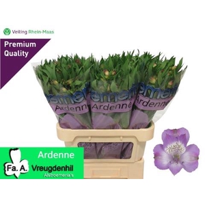 ALSTR ARDENNE