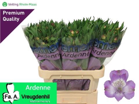 ALSTR ARDENNE