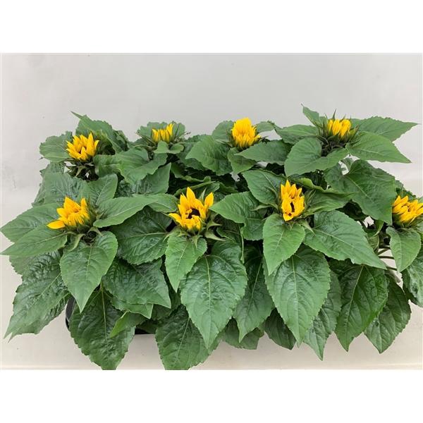 <h4>Helianthus annuus 'Sunsation'</h4>