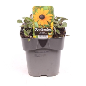 Rudbeckia fulgida 'Goldsturm'