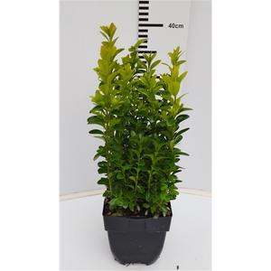 Buxus semp. Bush P13