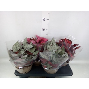 Begonia BD rex 'Beleaf'  ...mix