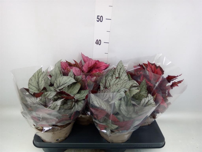 <h4>Begonia BD rex 'Beleaf' ...mix</h4>