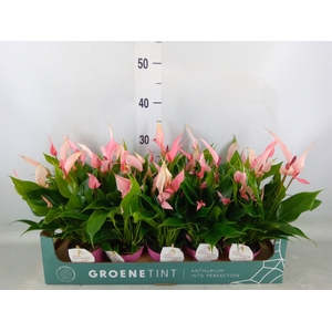 Anthurium andr. 'Lilli'