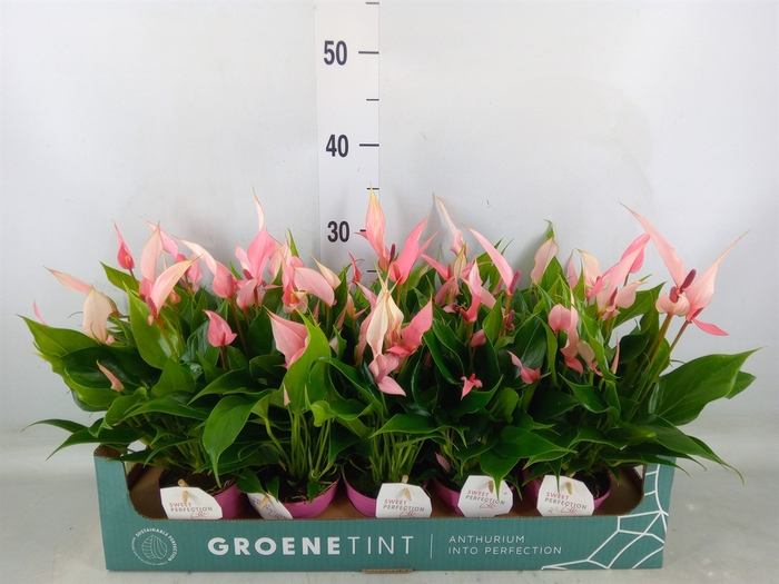<h4>Anthurium andr. 'Lilli'</h4>