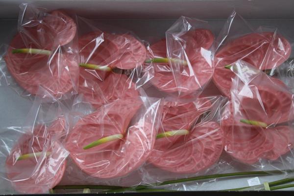 <h4>Anth A Kuduro X 16</h4>