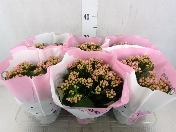 <h4>Kalanchoe  'MoreFlow Lillian'</h4>