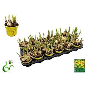 Narcissus (Other Grp) Tete a Tete