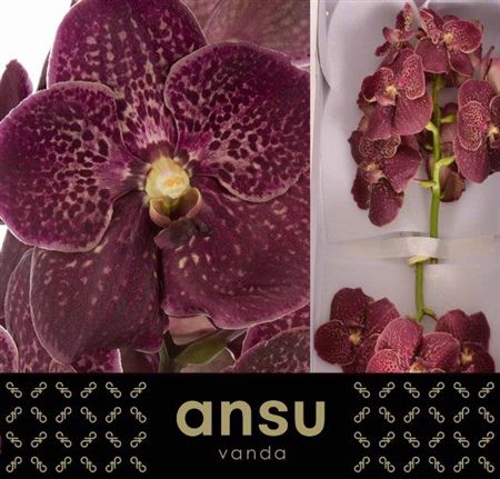 <h4>Vanda Su Chocola Red</h4>