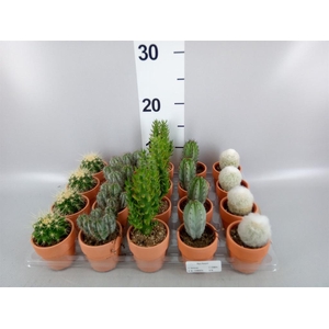 Cactus   ...mix  5