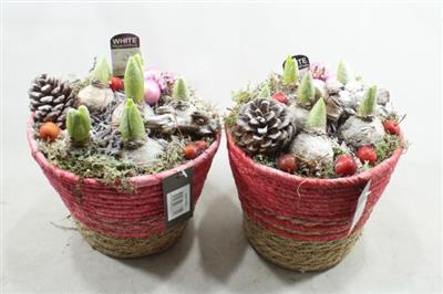 <h4>1164 Mnd Rood Hyac</h4>