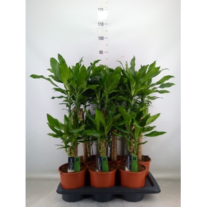 Dracaena frag. 'Steudneri'