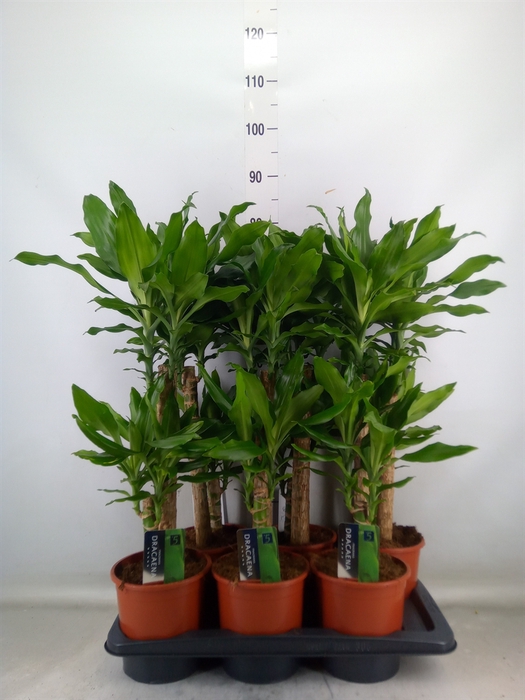 <h4>Dracaena frag. 'Steudneri'</h4>