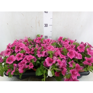 Petunia  'Famous Pink'
