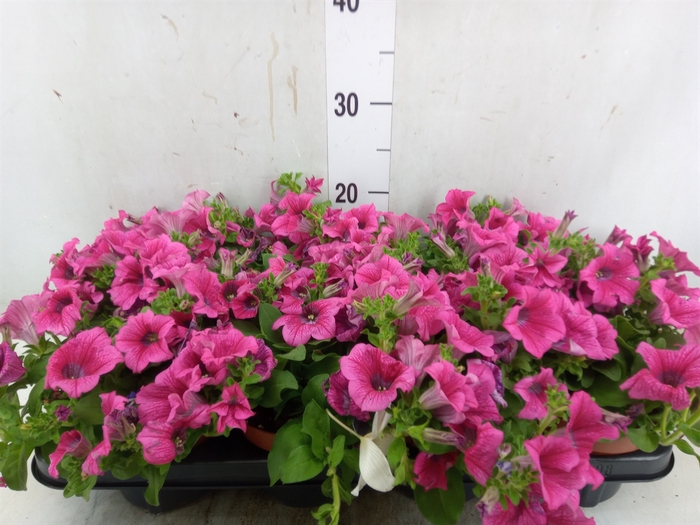 <h4>Petunia  'Famous Pink'</h4>