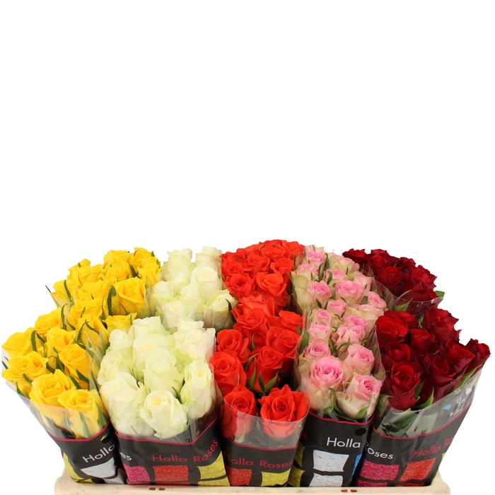 <h4>Rosa large mix holla</h4>