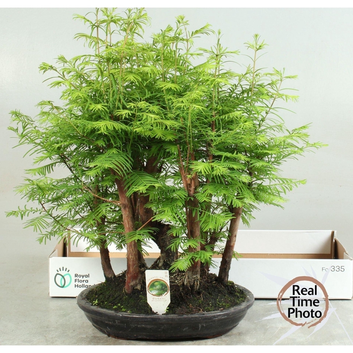 <h4>Bonsai   ...</h4>