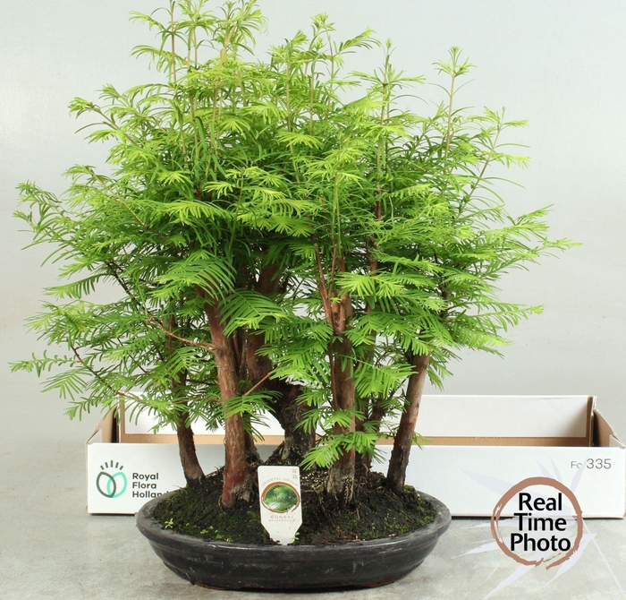 <h4>Bonsai   ...</h4>