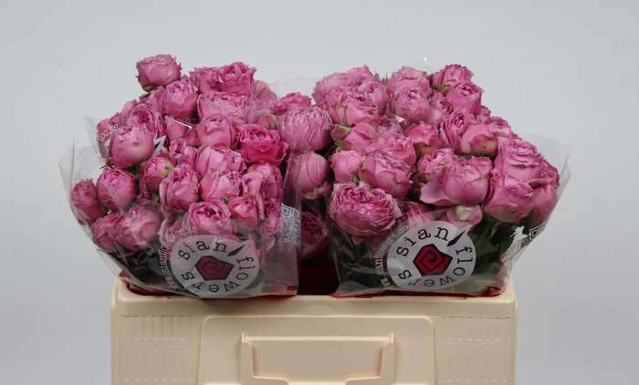 <h4>R TR MISTY BUBBLES</h4>