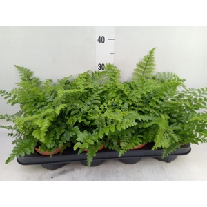 Asplenium  'Parvati'