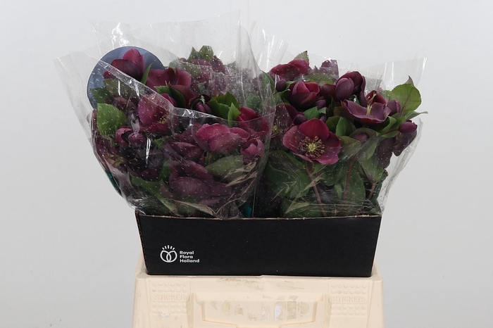 <h4>Hell Classic One</h4>