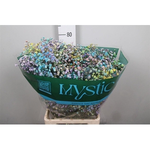 Gyps Rb Unicorn Blossom