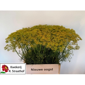 ANET GRAVEOLENS
