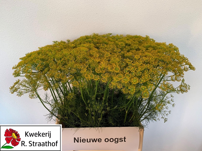 <h4>ANET GRAVEOLENS</h4>