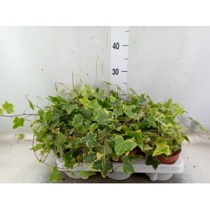 Hedera helix 'Goldchild'