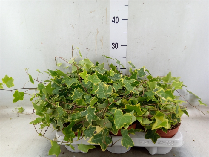 <h4>Hedera helix 'Goldchild'</h4>