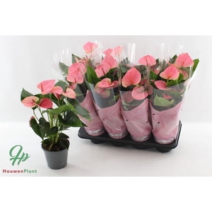 Anthurium Andreanum Sweet Dream 14Ø 45cm 5fl