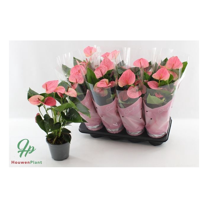 <h4>Anthurium Andreanum Sweet Dream 14Ø 45cm 5fl</h4>