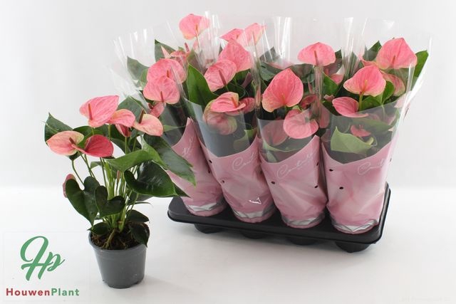 Anthurium Andreanum Sweet Dream 14Ø 45cm 5fl