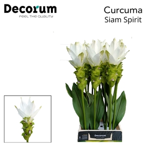 CURC AL SIAM SPIRIT