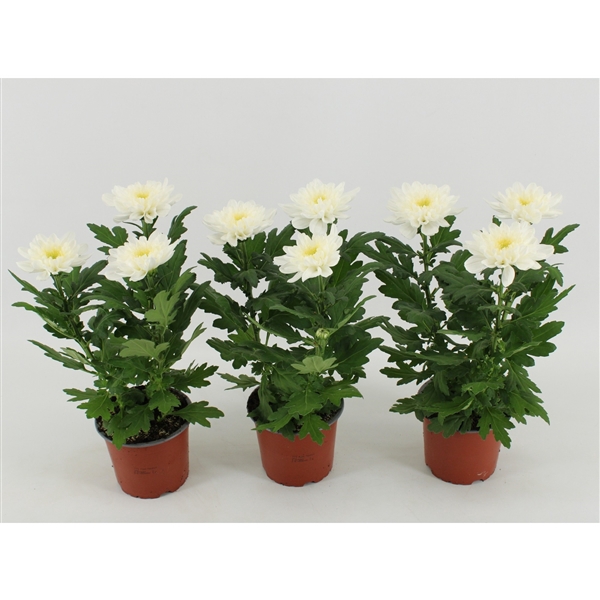 <h4>Chrysant Zembla Wit</h4>
