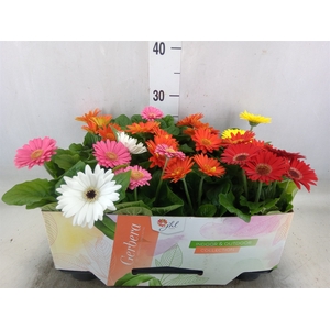 Gerbera  'Open Air'   ...mix