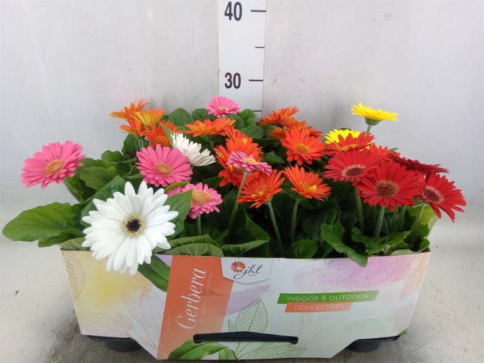 <h4>Gerbera  'Open Air'   ...mix</h4>