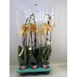 Phalaenopsis   ...