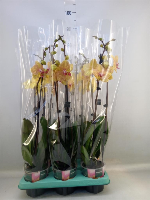 <h4>Phalaenopsis ...</h4>