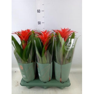 Guzmania  'Calypso'