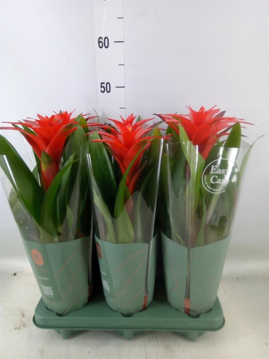 <h4>Guzmania 'Calypso'</h4>