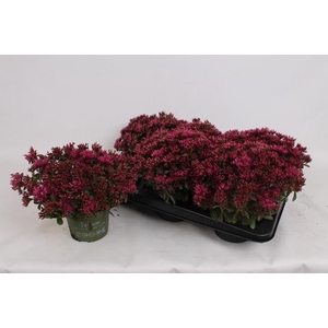 SEDUM SPU SPOT D ROS