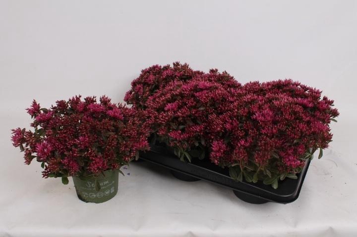<h4>SEDUM SPU SPOT D ROS</h4>