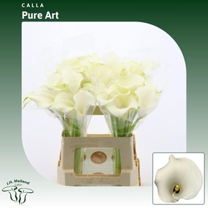Calla Pure Art