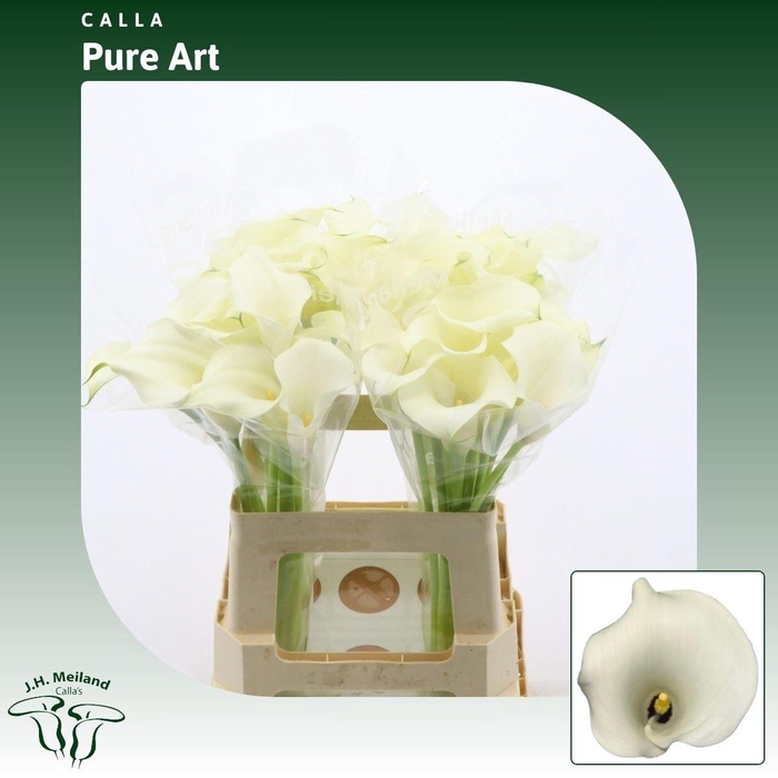 <h4>Calla Pure Art</h4>