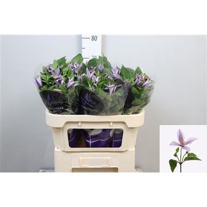 Clematis diversif. 'Star River'