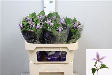 <h4>Clematis diversif. 'Star River'</h4>