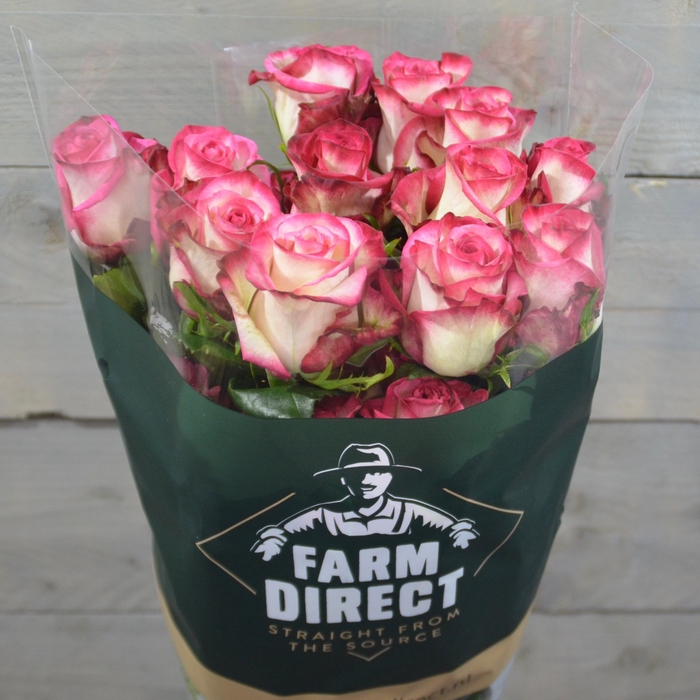 <h4>R GR RASPBERRY ICE</h4>