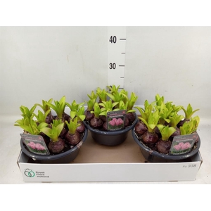 Hyacinthus orie. 'Pearl Pink'