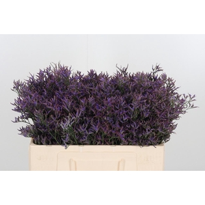 Lim Safora Dark Blue